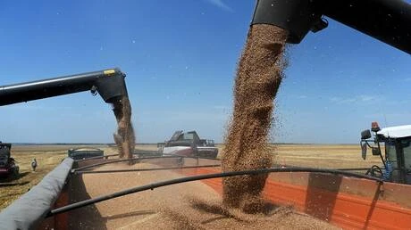 موسكو تعزز أمنها الغذائي: حصاد 113.5 مليون طن من الحبوب يتجاوز معدلات العام الماضي